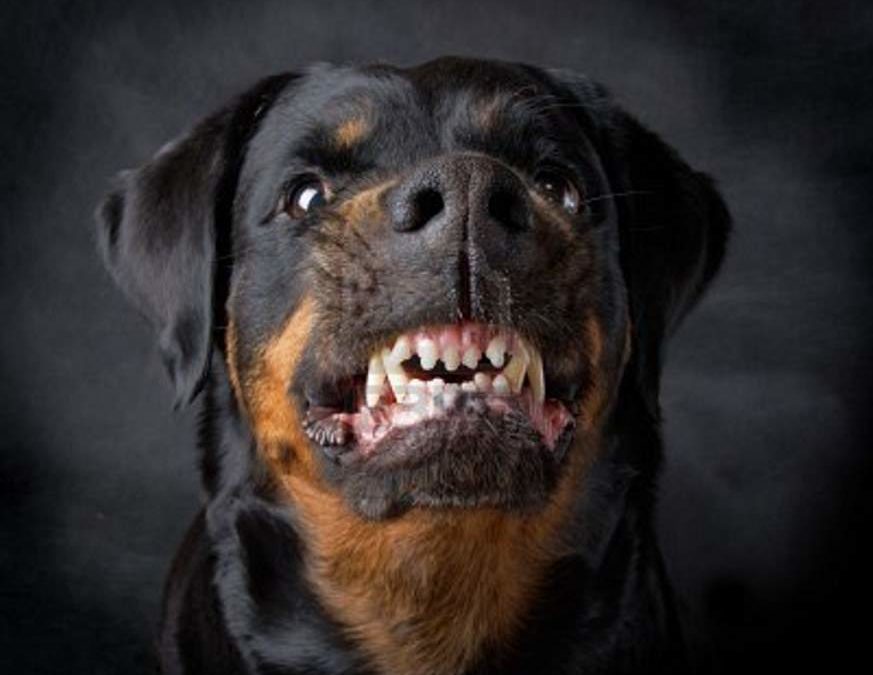 Condenaron a la dueña del perro que desfiguró a un nene en 2014