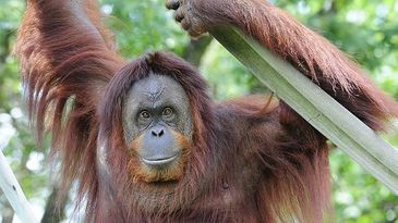 Otra oportunidad para la orangutana Sandra