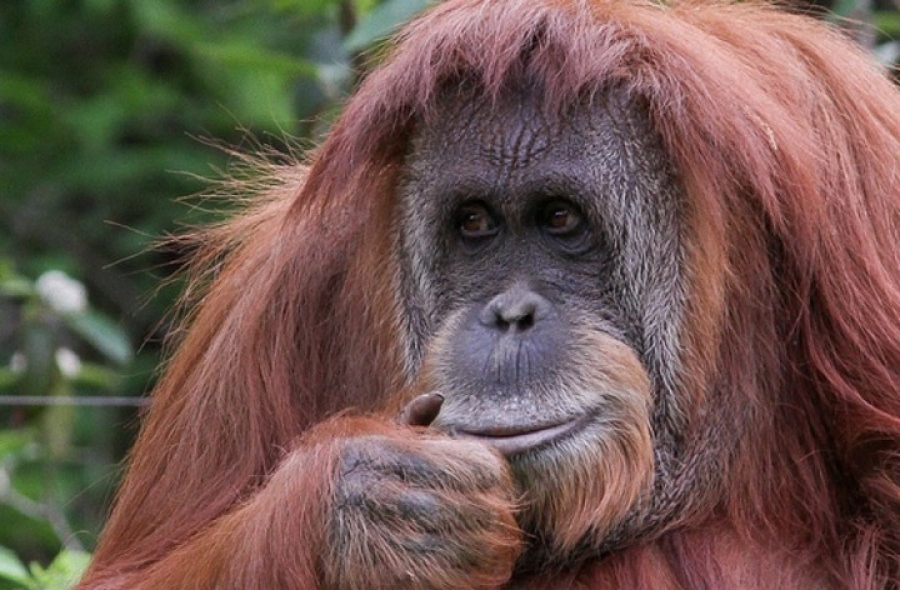 Establecieron un régimen de visita para la orangutana Sandra