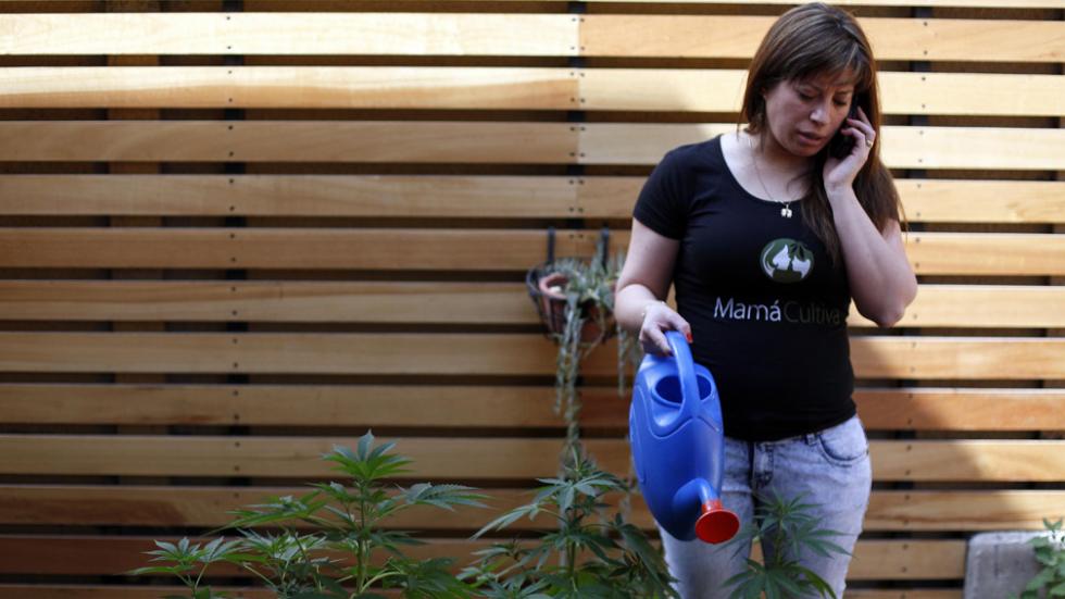 La justicia obligó a brindar cannabis medicinal