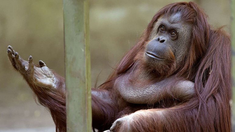La orangutana Sandra está en condiciones de ser trasladada