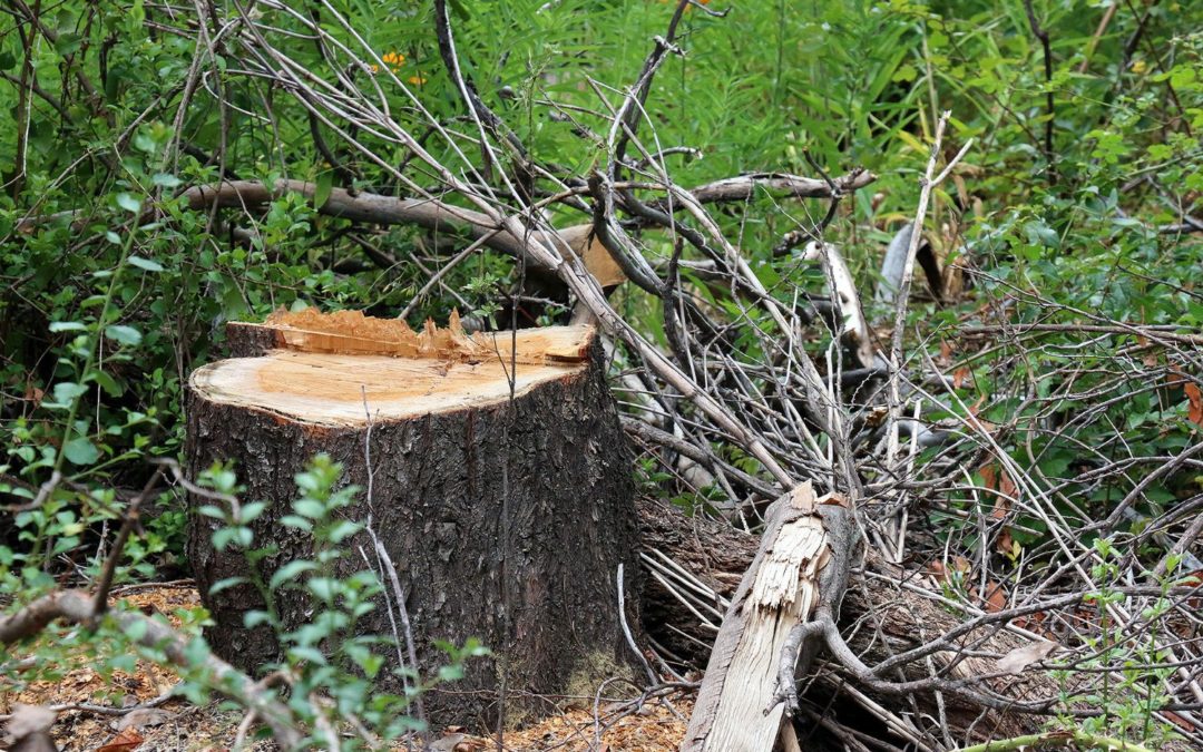 Primera condena por la tala ilegal de árboles en zona protegida