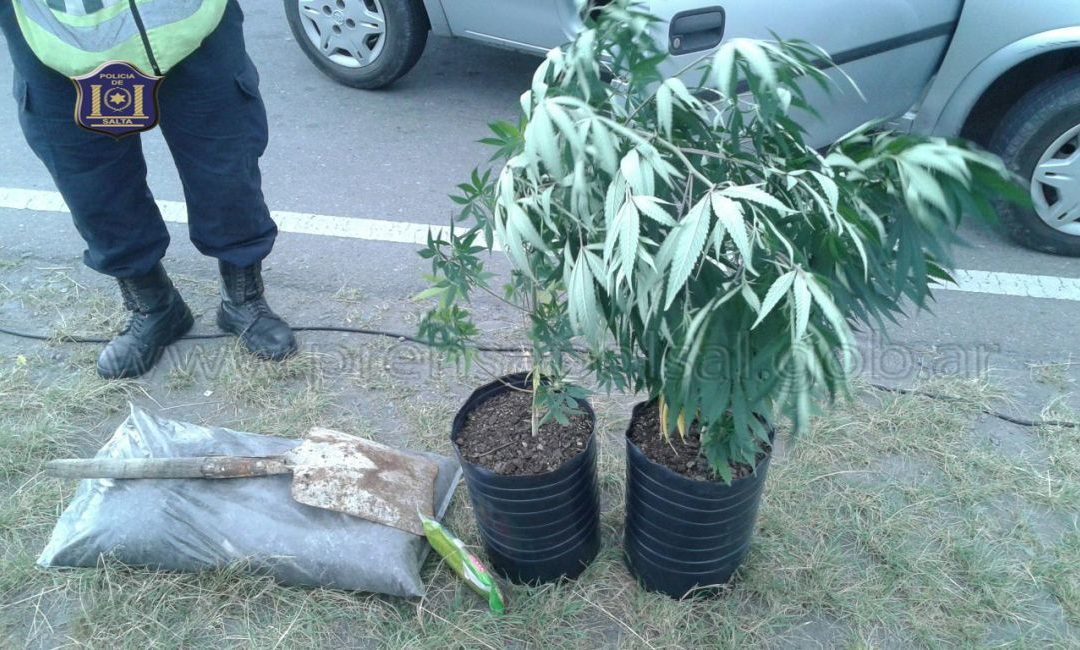 Mil porros para Esculapio