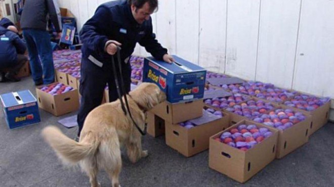 Condenaron a los narcos que usaban manzanas para ocultar cocaína