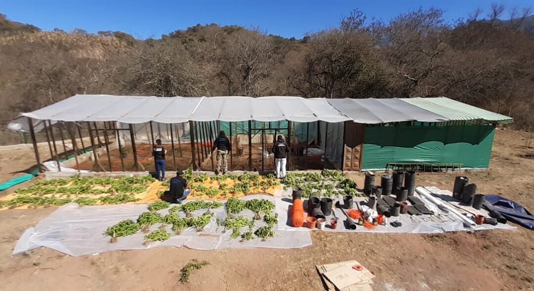 Prisión preventiva para los dueños de un invernadero de marihuana