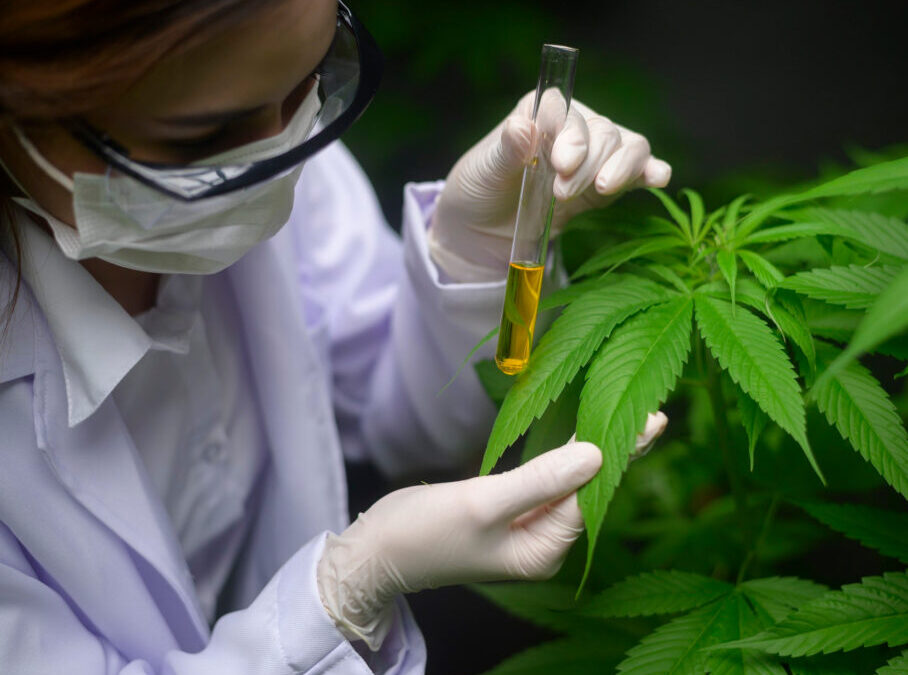 Aval de la Corte a la despenalización del autocultivo de cannabis para uso medicinal