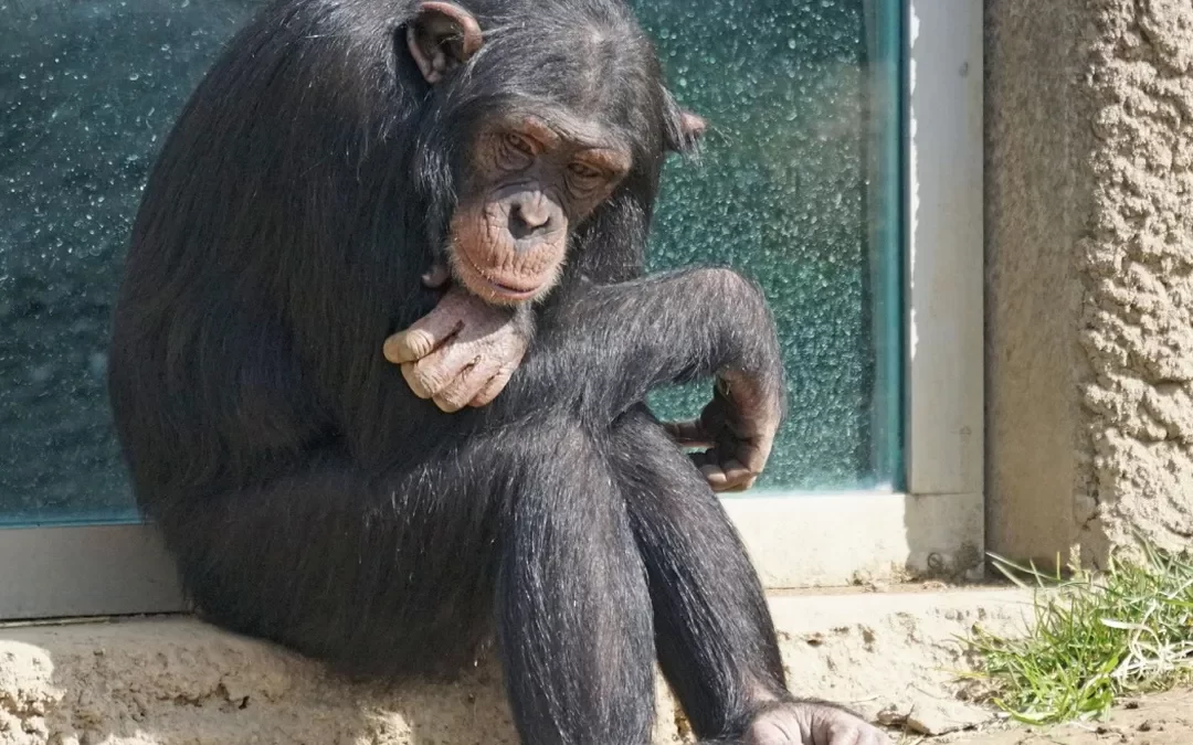 Ordenan el traslado del chimpancé Toti pero podría demorar años