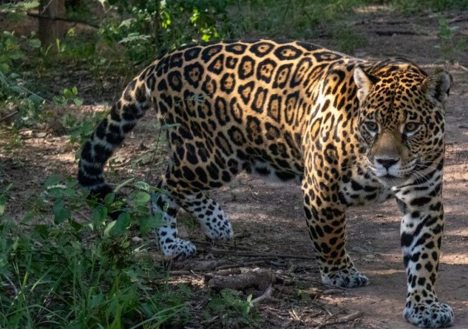 Se confirmó una millonaria caución para el cazador de un yaguareté en Formosa