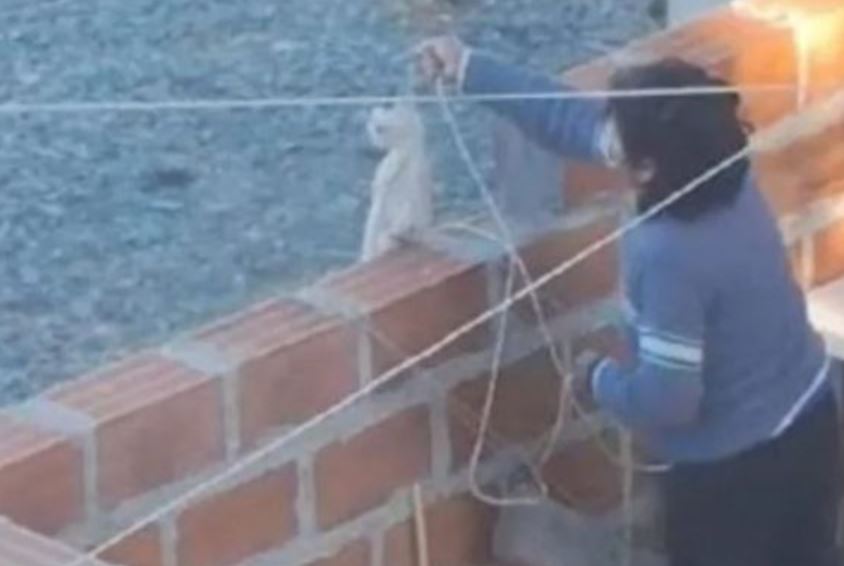 Crueldad animal: condenaron a una empleada municipal de Salta que ahorcó y mató a su gato