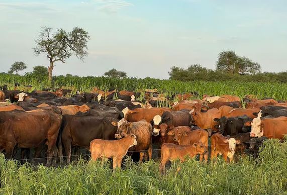 Condenaron a seis años de prisión a un padre y su hijo por el robo de 64 animales