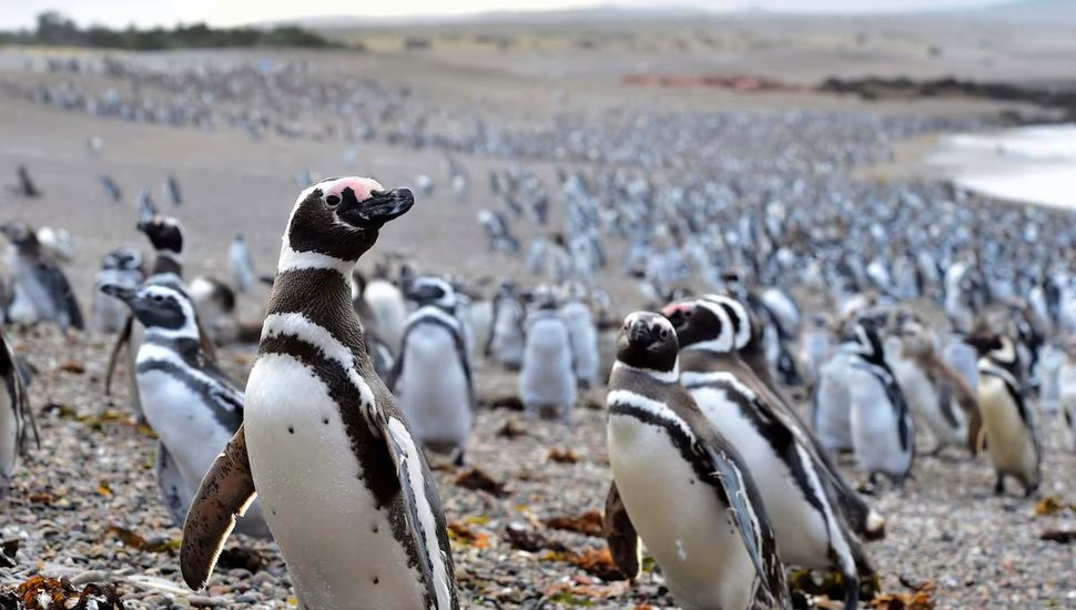 Histórico fallo por daño ambiental: condenaron al empresario que masacró pingüinos en Punta Tombo