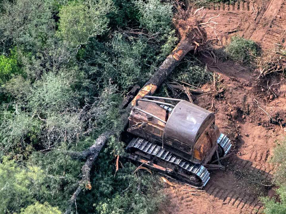 FRENO A LOS DESMONTES | Casación dejó sin efecto un fallo que habilitaba la reanudación de la tala de bosques en Chaco