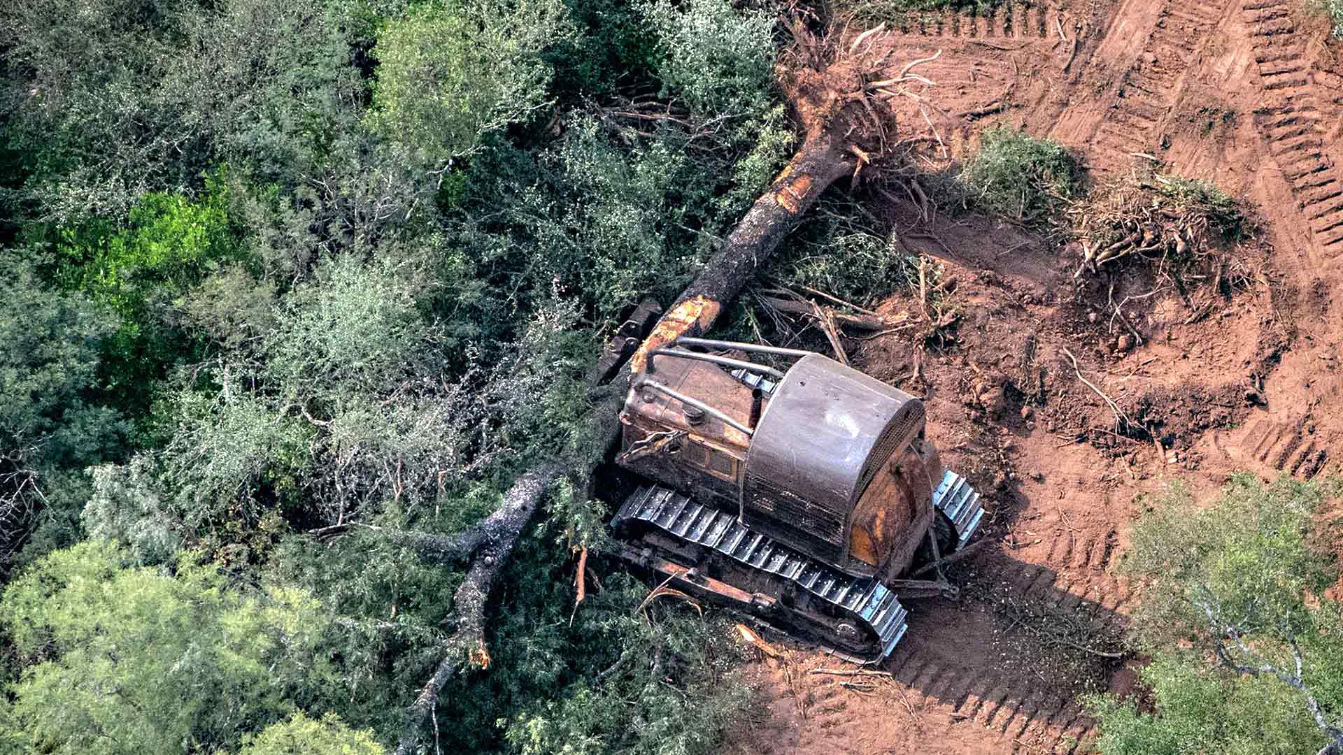 FRENO A LOS DESMONTES | Casación dejó sin efecto un fallo que habilitaba la reanudación de la tala de bosques en Chaco