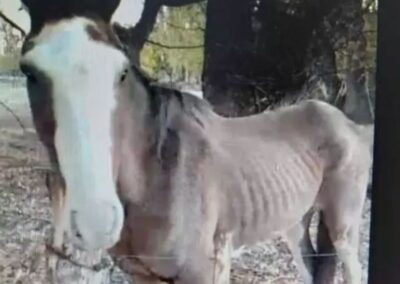 Fallo ejemplar | La Justicia reconoció a un caballo como "sujeto de derecho" y ratificó su protección