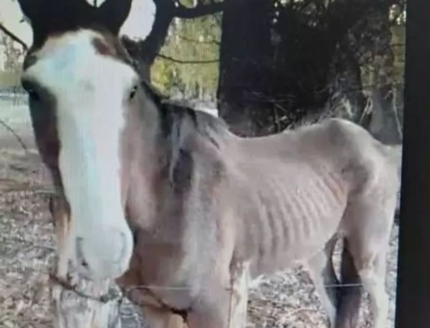 Fallo ejemplar | La Justicia reconoció a un caballo como "sujeto de derecho" y ratificó su protección