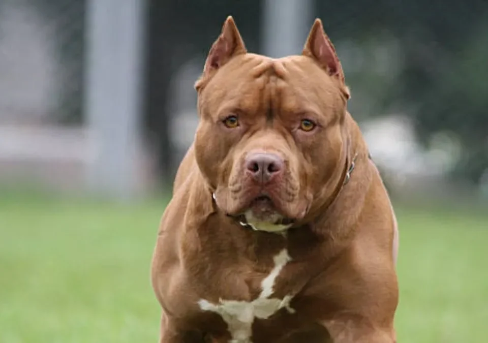 Imputaron por homicidio culposo al dueño del perro pitbull que atacó y mató a un niño de 3 años en Córdoba