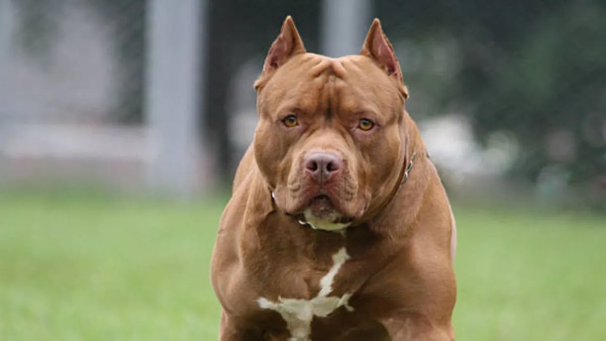 Imputaron por homicidio culposo al dueño del perro pitbull que atacó y mató a un niño de 3 años en Córdoba
